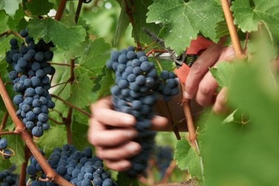 Grape harvest